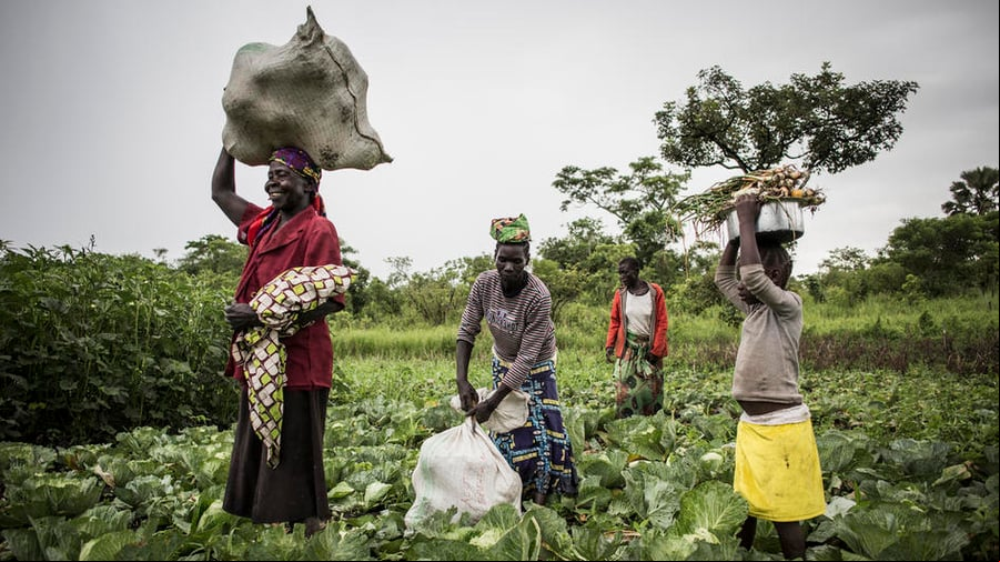 Un grupo de personas está cosechando la siembra en un campo muy verde